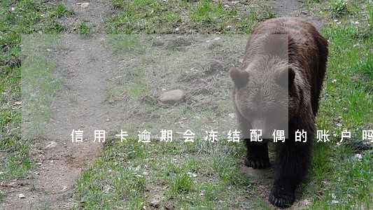 信用卡逾期会冻结配偶的账户吗