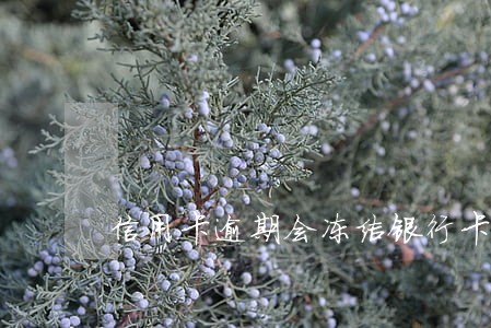 信用卡逾期会冻结银行卡的钱吗