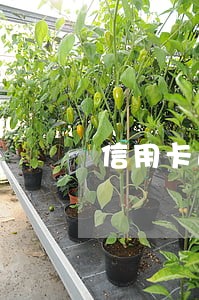 信用卡逾期会冻结银行帐户吗 信用卡逾期会冻结银行帐户吗