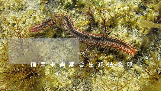 信用卡逾期会出现法金吗 信用卡逾期会出现法金吗