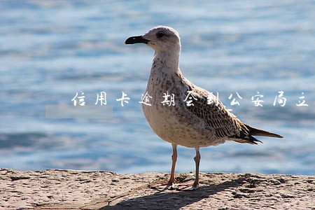 信用卡逾期会到公安局立案吗 信用卡逾期会到公安局立案吗