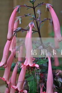 信用卡逾期会到家找人吗