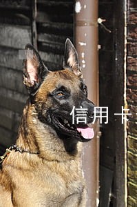 信用卡逾期会到老家上门