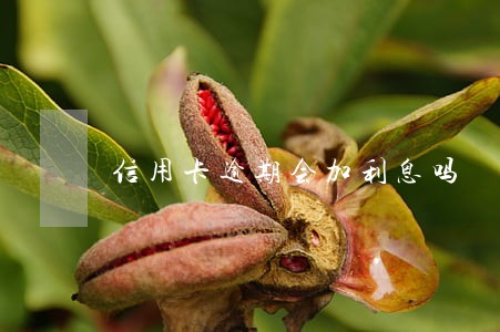 信用卡逾期会加利息吗 信用卡逾期会加利息吗