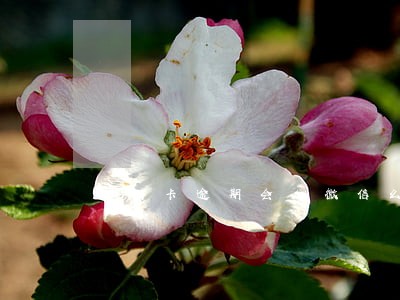 信用卡逾期会加微信么 信用卡逾期会加微信么