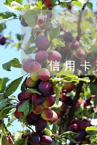 信用卡逾期会去上班的地方吗 信用卡逾期会去上班的地方吗