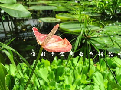 信用卡逾期会去找父母么