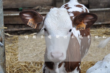 信用卡逾期会去现单位么