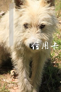 信用卡逾期会去老家要吗 信用卡逾期会去老家要吗