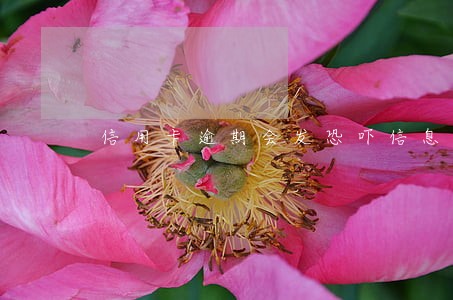 信用卡逾期会发恐吓信息嘛 信用卡逾期会发恐吓信息嘛