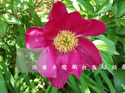 信用卡逾期会发短信通缉令吗 信用卡逾期会发短信通缉令吗