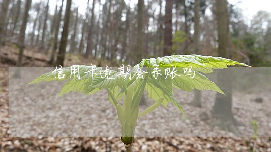 信用卡逾期会呆账吗