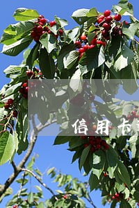 信用卡逾期会告知单位吗 信用卡逾期会告知单位吗