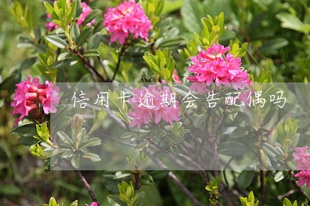信用卡逾期会告配偶吗 信用卡逾期会告配偶吗