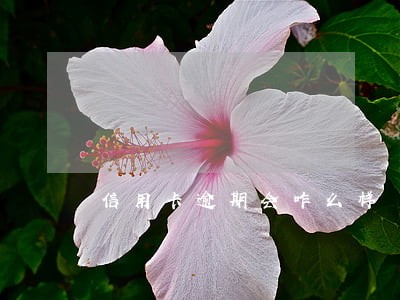 信用卡逾期会咋么样