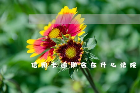 信用卡逾期会在什么法院起诉 信用卡逾期会在什么法院起诉