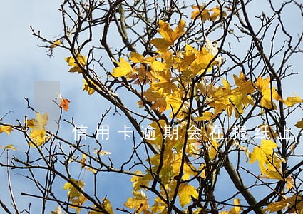 信用卡逾期会在报纸上公示 信用卡逾期会在报纸上公示