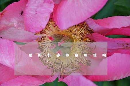 信用卡逾期会失信吗 信用卡逾期会失信吗