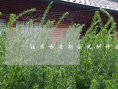 信用卡逾期会定制什么彩铃