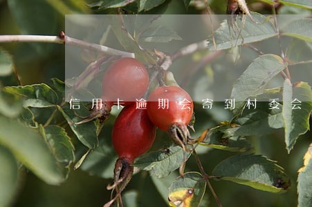 信用卡逾期会寄到村委会嘛 信用卡逾期会寄到村委会嘛