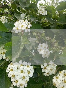 信用卡逾期会导致失信人员吗