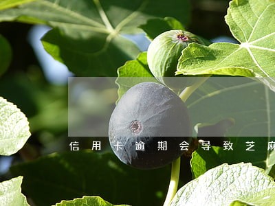 信用卡逾期会导致芝麻信用降低吗 信用卡逾期会导致芝麻信用降低吗