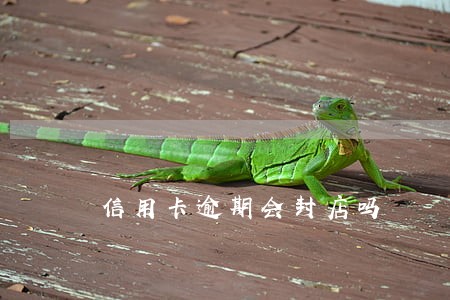 信用卡逾期会封店吗
