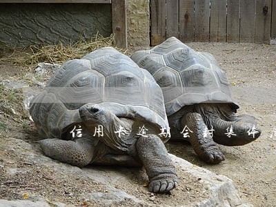 信用卡逾期会封集体居住房吗 信用卡逾期会封集体居住房吗