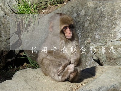 信用卡逾期会影像花呗吗