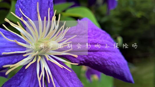 信用卡逾期会影响上保险吗
