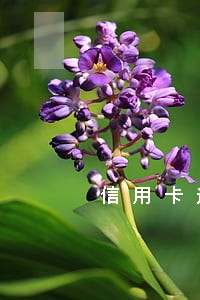 信用卡逾期会影响亲属征信吗