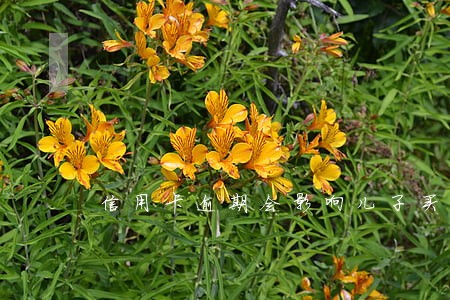 信用卡逾期会影响儿子买车吗 信用卡逾期会影响儿子买车吗