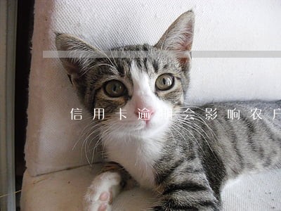信用卡逾期会影响农户贷款吗 信用卡逾期会影响农户贷款吗