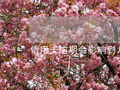 信用卡逾期会影响到儿女吗 信用卡逾期会影响到儿女吗