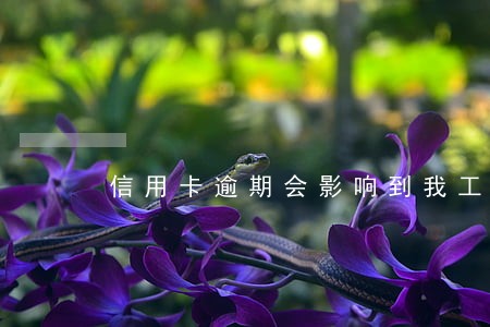 信用卡逾期会影响到我工作吗 信用卡逾期会影响到我工作吗
