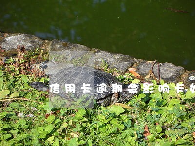 信用卡逾期会影响卡奴吗 信用卡逾期会影响卡奴吗