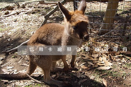 信用卡逾期会影响哥哥吗 信用卡逾期会影响哥哥吗