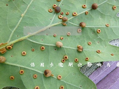 信用卡逾期会影响夫妻的房贷吗 信用卡逾期会影响夫妻的房贷吗
