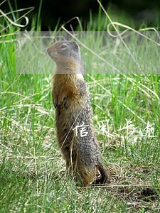 信用卡逾期会影响孩子征兵吗 信用卡逾期会影响孩子征兵吗