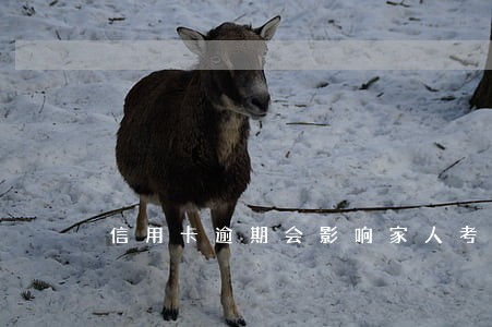 信用卡逾期会影响家人考公职吗