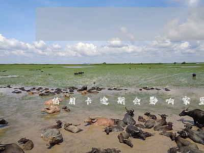 信用卡逾期会影响家里人征信吗 信用卡逾期会影响家里人征信吗