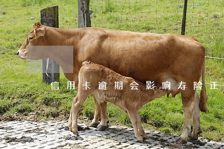 信用卡逾期会影响寿险正常赔款吗 信用卡逾期会影响寿险正常赔款吗