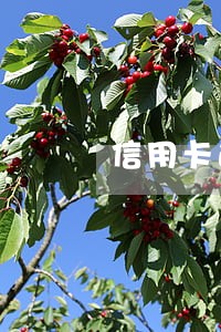 信用卡逾期会影响小孩升学吗 信用卡逾期会影响小孩升学吗