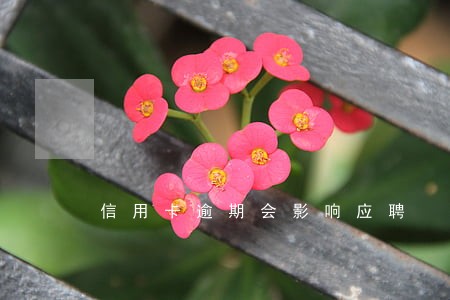 信用卡逾期会影响应聘 信用卡逾期会影响应聘