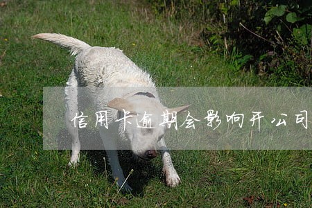 信用卡逾期会影响开公司吗 信用卡逾期会影响开公司吗