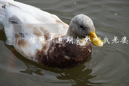 信用卡逾期会影响我老婆征信吗 信用卡逾期会影响我老婆征信吗