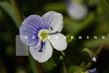 信用卡逾期会影响手机授信吗 信用卡逾期会影响手机授信吗