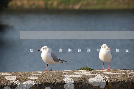 信用卡逾期会影响手机支付吗 信用卡逾期会影响手机支付吗