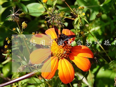 信用卡逾期会影响抵押还款吗 信用卡逾期会影响抵押还款吗