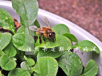 信用卡逾期会影响深圳落户吗a